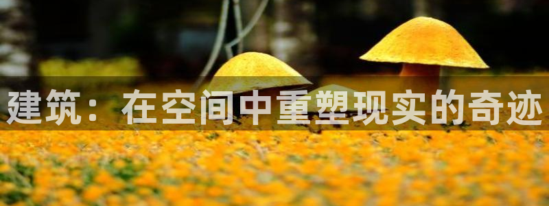 狗子28赛：建筑：在空间中重塑现实的奇迹