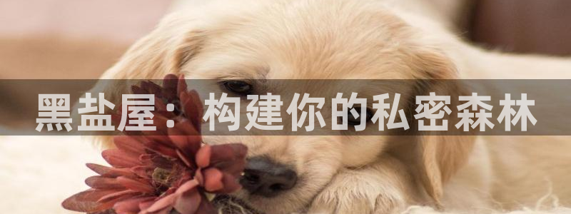 狗子28传媒：黑盐屋：构建你的私密森林